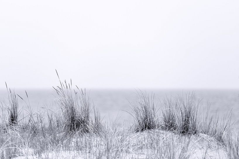 Strandhafer in schwarzweiß von Tilo Grellmann