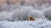 Schotse Hooglander in een bevroren landschap van Art Wittingen thumbnail