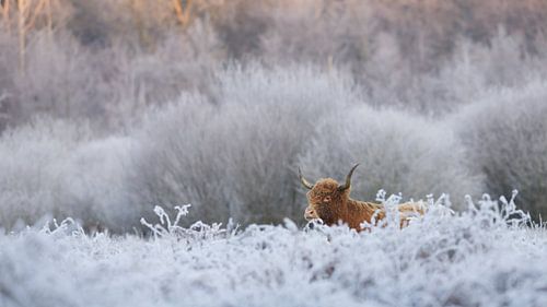 Scottish Highlander in a frozen landscape