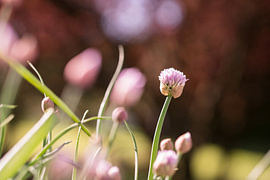 Flowering chives in the cottage garden by Berthold Ambros