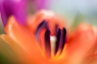 orange tulip