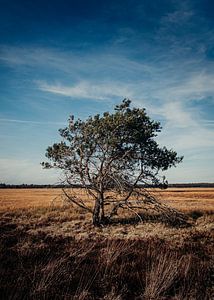 Einsamer Baum vor blauem Himmel in der Veluwe-Heide von Peter Boon