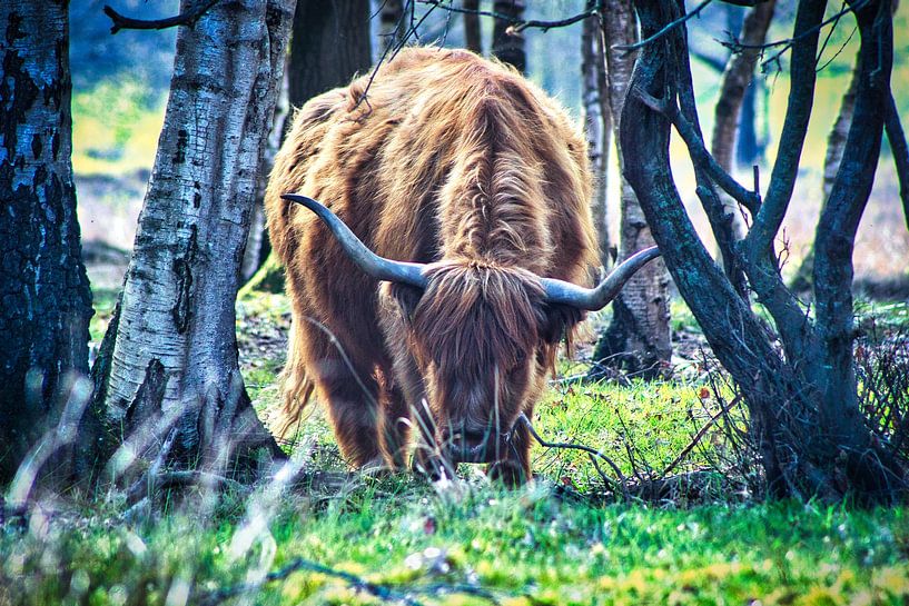 Scottish highlander by Wietske Uffelen