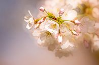 Gros plan de la sakura, fleur de cerisier. par Erik de Rijk Aperçu