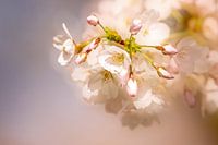 Close up of the sakura, cherry blossom.