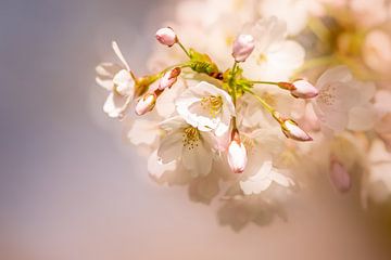 Close up van de sakura, kersenbloesem. van Erik de Rijk