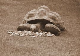 Tortue d'Aldabra en sépia