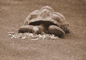 Aldabra-Schildkröte in Sepia