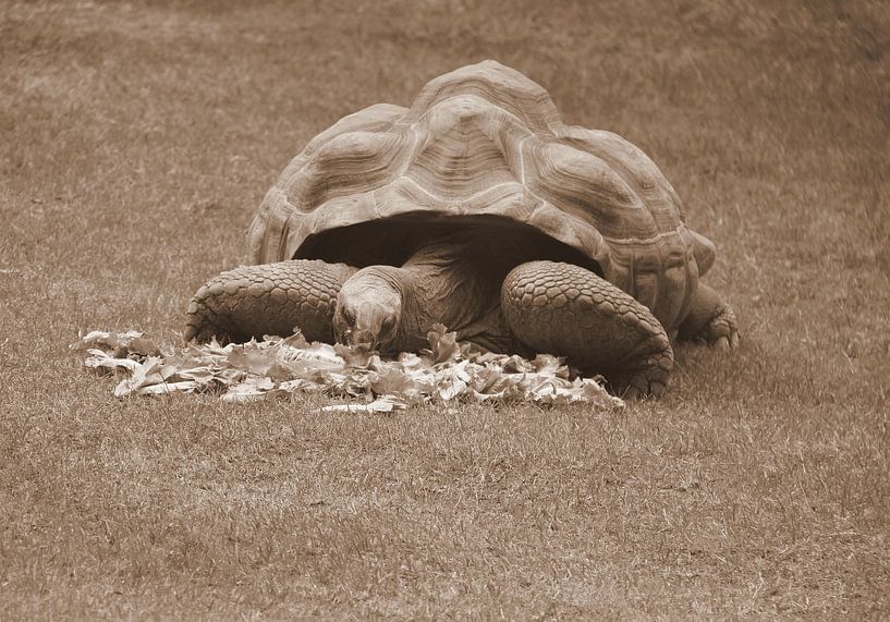 Aldabra Schildpad in sepia van Jose Lok