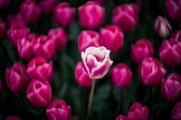 Tulpen Veld