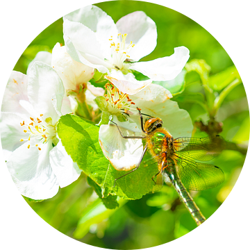 Libelle zittend op appelbloesem van Sjoerd van der Wal Fotografie