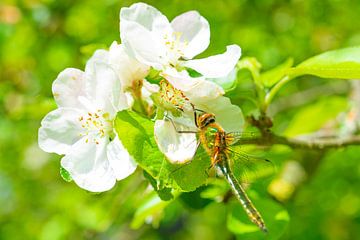 Downy emerald dragonfly sitting on Apple blossom  by Sjoerd van der Wal Photography