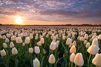 Lever de soleil sur les tulipes à Goeree Overflakkee
