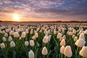 Sonnenaufgang über den Tulpen in Goeree Overflakkee