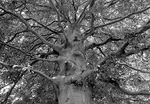 Baum in Schwarz und Weiß 