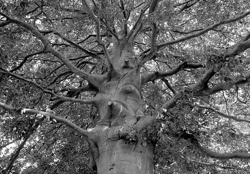 Tree in black and white 