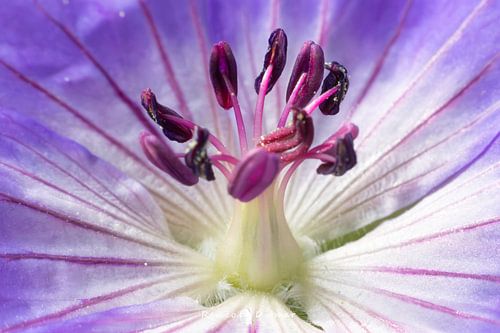 Betoverende Macrofoto van Blauw Kaasjeskruid Stampers