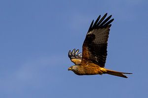 Rotmilan im Flug