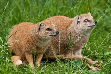 Cosmongoose : Blijdorp Zoo by Loek Lobel