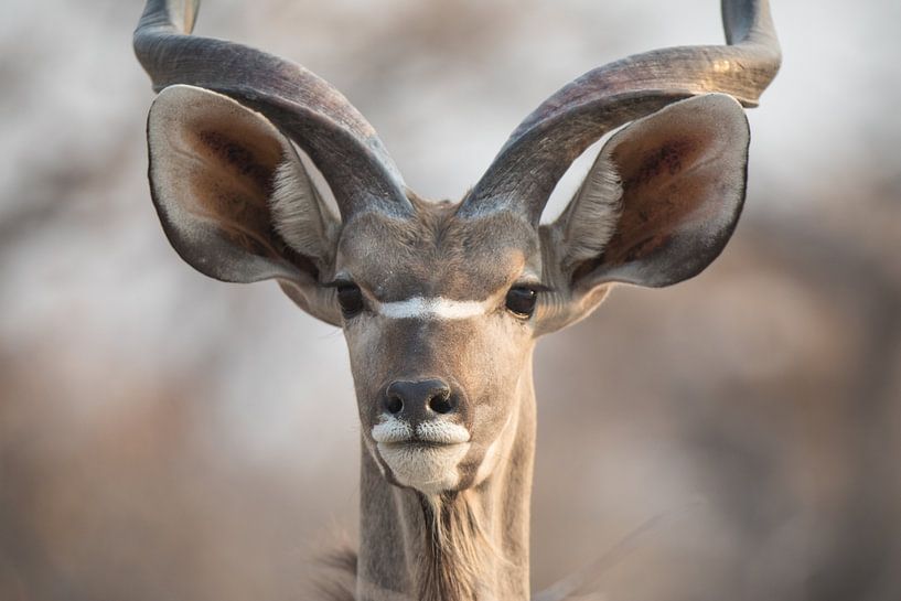 Wunderschönes Porträt eines Kudus von De wereld door de ogen van Hictures
