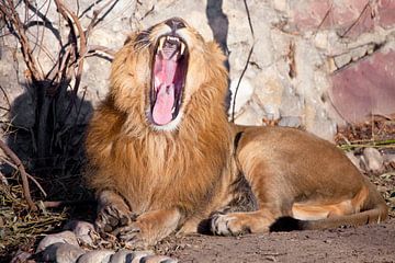 spreidt zijn mond wijd open. Een krachtig leeuwenmannetje met een chique, door de zon gewijde manen. van Michael Semenov