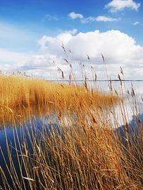 Saaler Bodden bei Wustrow auf dem Darß 8
