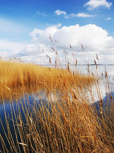 Saaler Bodden bei Wustrow auf dem Darß 8