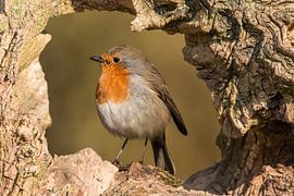 Robin