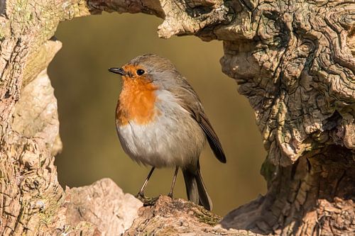 Robin 