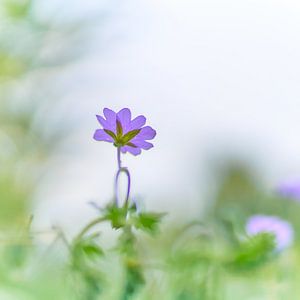 Couverture du sol avec un doux fond de bokeh rêveur
