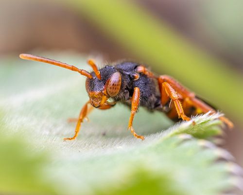 Een roodbuik wespbij