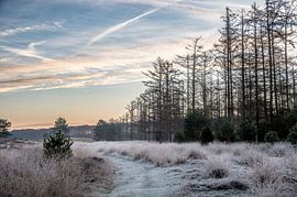 Planken Wambuis Teil 138 von Tania Perneel