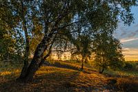 Sunrise Birches