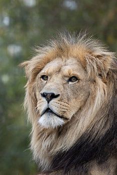 The King Watches Over Us