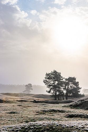 Heidestein sur Natalie Hogerhuis