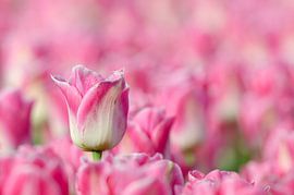 Tulpe von René Vos