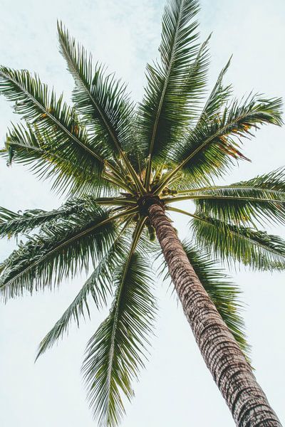 Palme unter Himmel von Poster Art Shop