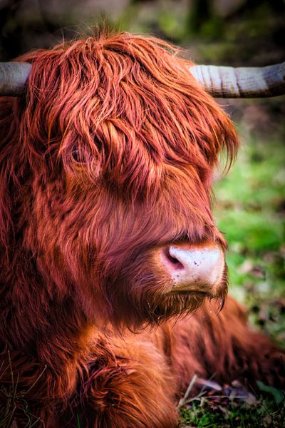A Scottish Highlander by Wietske Uffelen