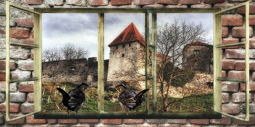 Raam uitzicht  - merel dringt er bij de Burg