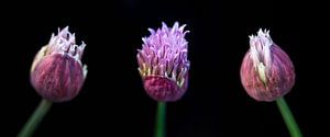 Trois fleurs d'allium sur fond noir