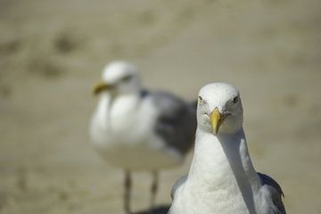 Seagulls #1 van Norbert Sülzner