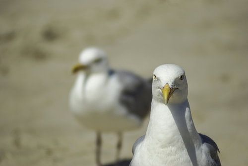 Seagulls #1