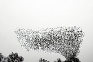 Spreeuwen in een bewolkte lucht aan het eind van de dag van Sjoerd van der Wal Fotografie