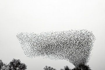 Starling murmuration in an overcast sky at the end of the day by Sjoerd van der Wal Photography