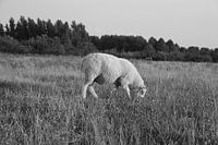 Avondrust in black and white - lone sheep in the field