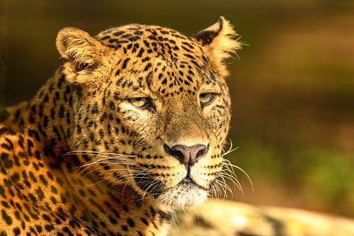 Luipaard rustend in de zon