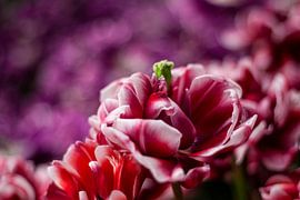 Bloeiende lente van Lars Broekzitter