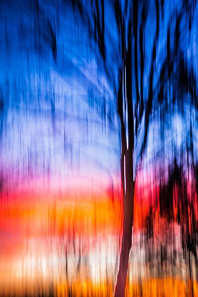 Sunset Tree von Robert Wiggers