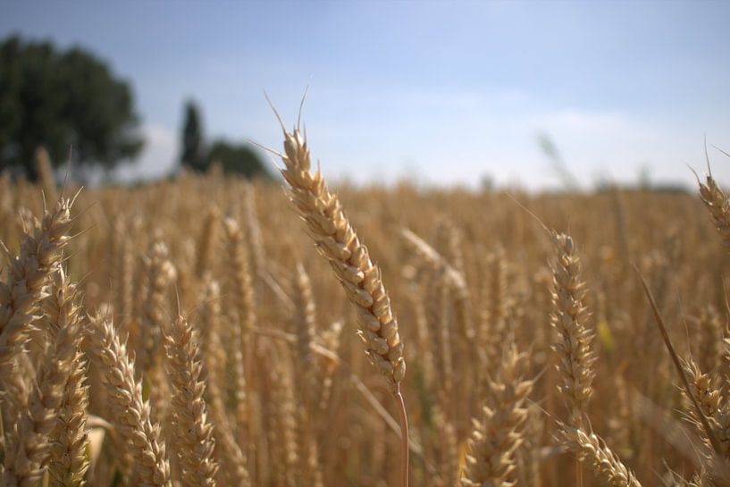 Natuur van Caithlin Schoremans