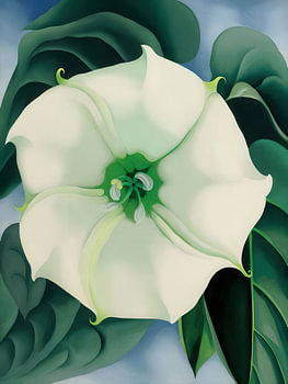 Georgia O'Keeffe - Stechapfel - Weiße Blume Nr. 1 1932